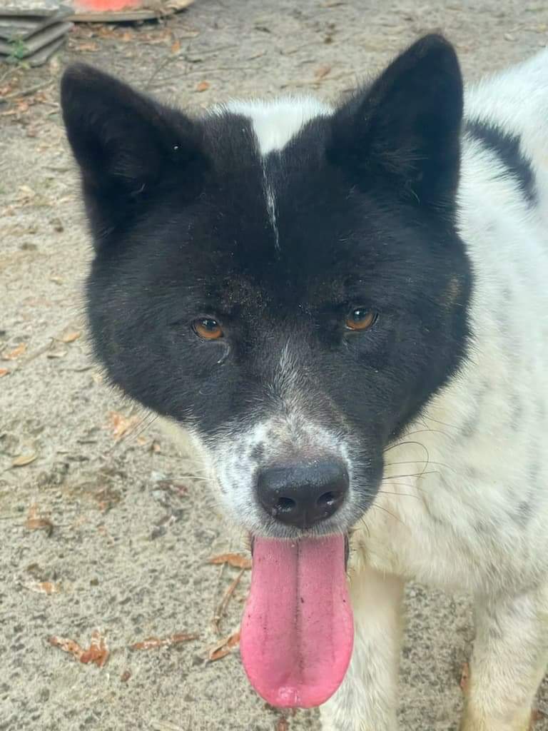 Tina, a Adoptable Akita in Jacksonville, FL image 4/8