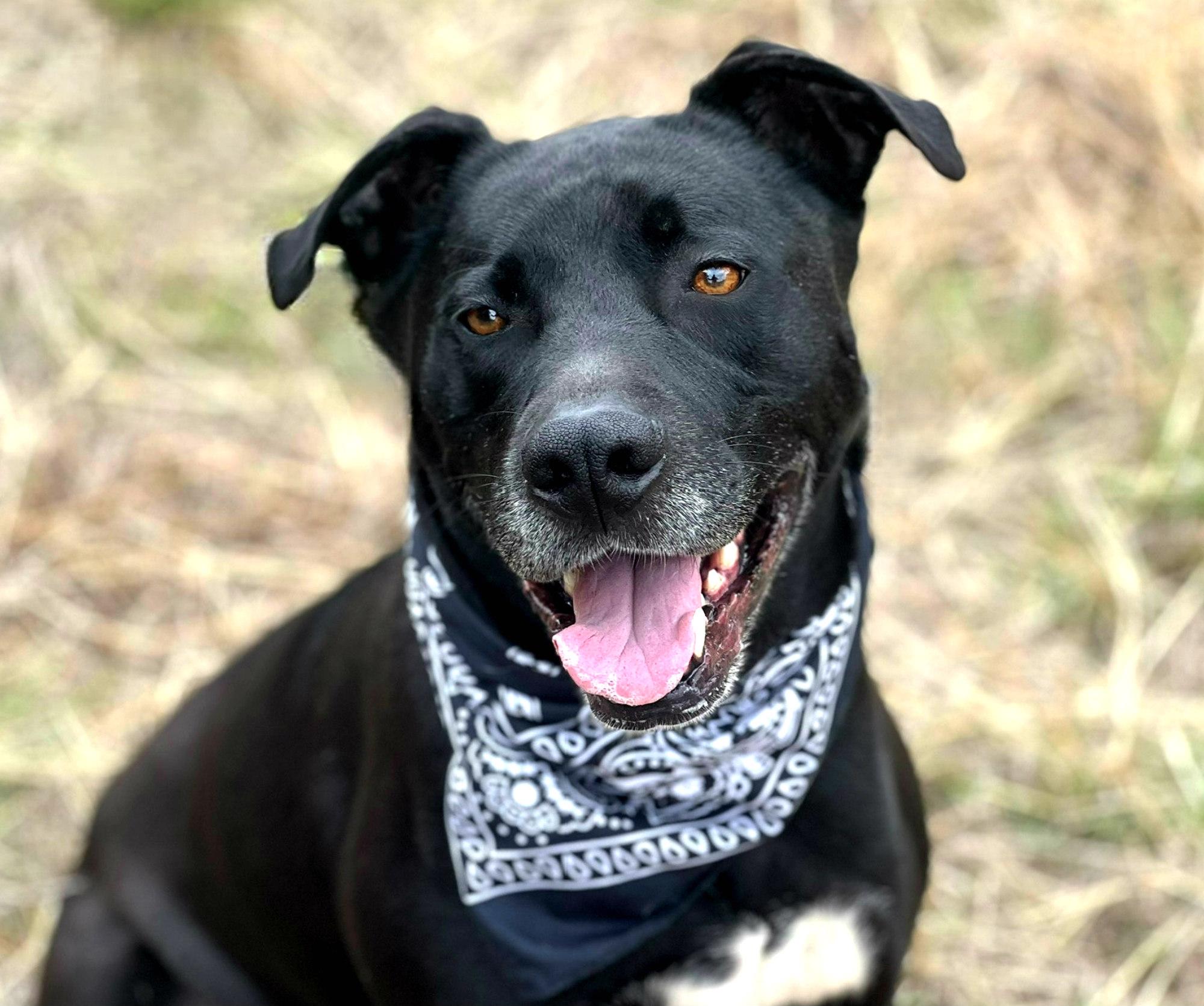 Tank - A good dog!, Adult Male unknown