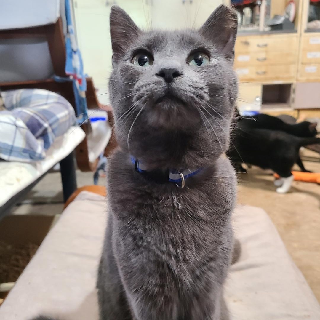 ESTELLE, Adoptable, Adult Female Domestic Short Hair.