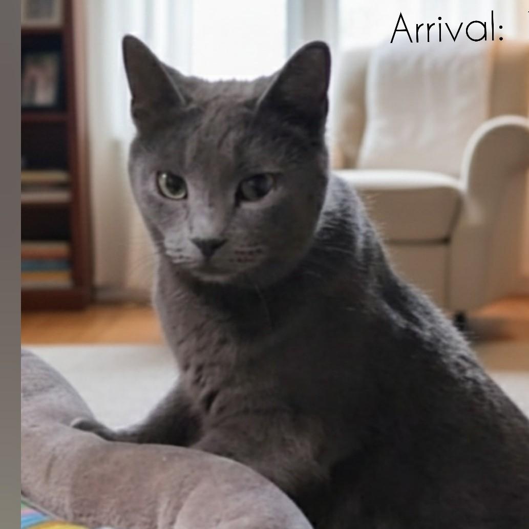 Enlarge ESTELLE >>The "Self-Service" Snuggler<<, a Adoptable Domestic Short Hair in Barron, WI image 1/5