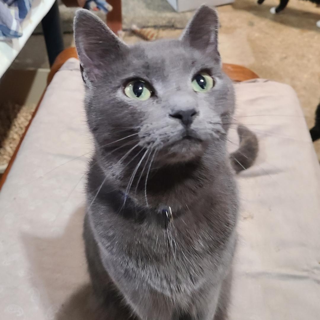 Enlarge ESTELLE, a Adoptable Domestic Short Hair in Barron, WI image 2/4