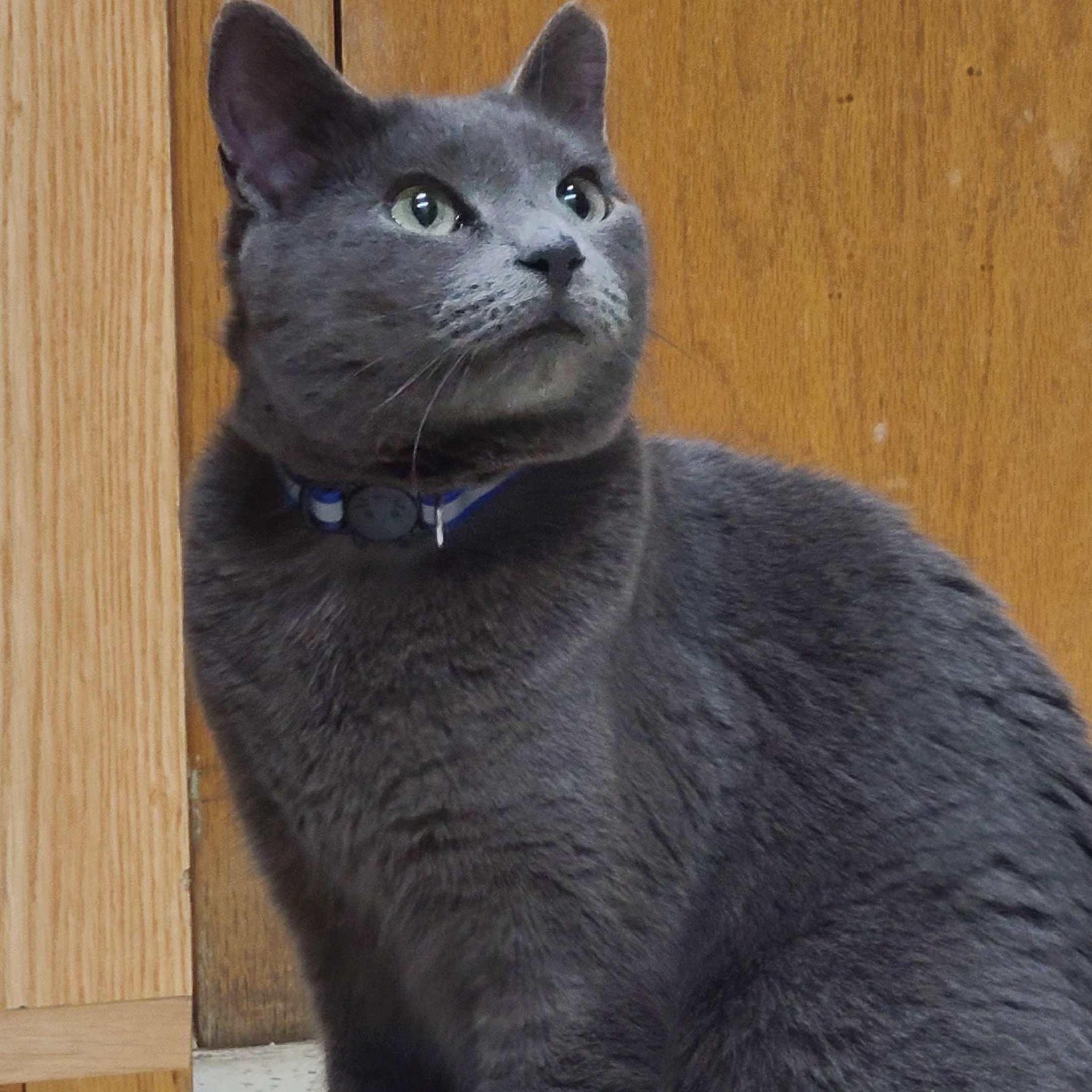 Enlarge ESTELLE, a Adoptable Domestic Short Hair in Barron, WI image 3/4