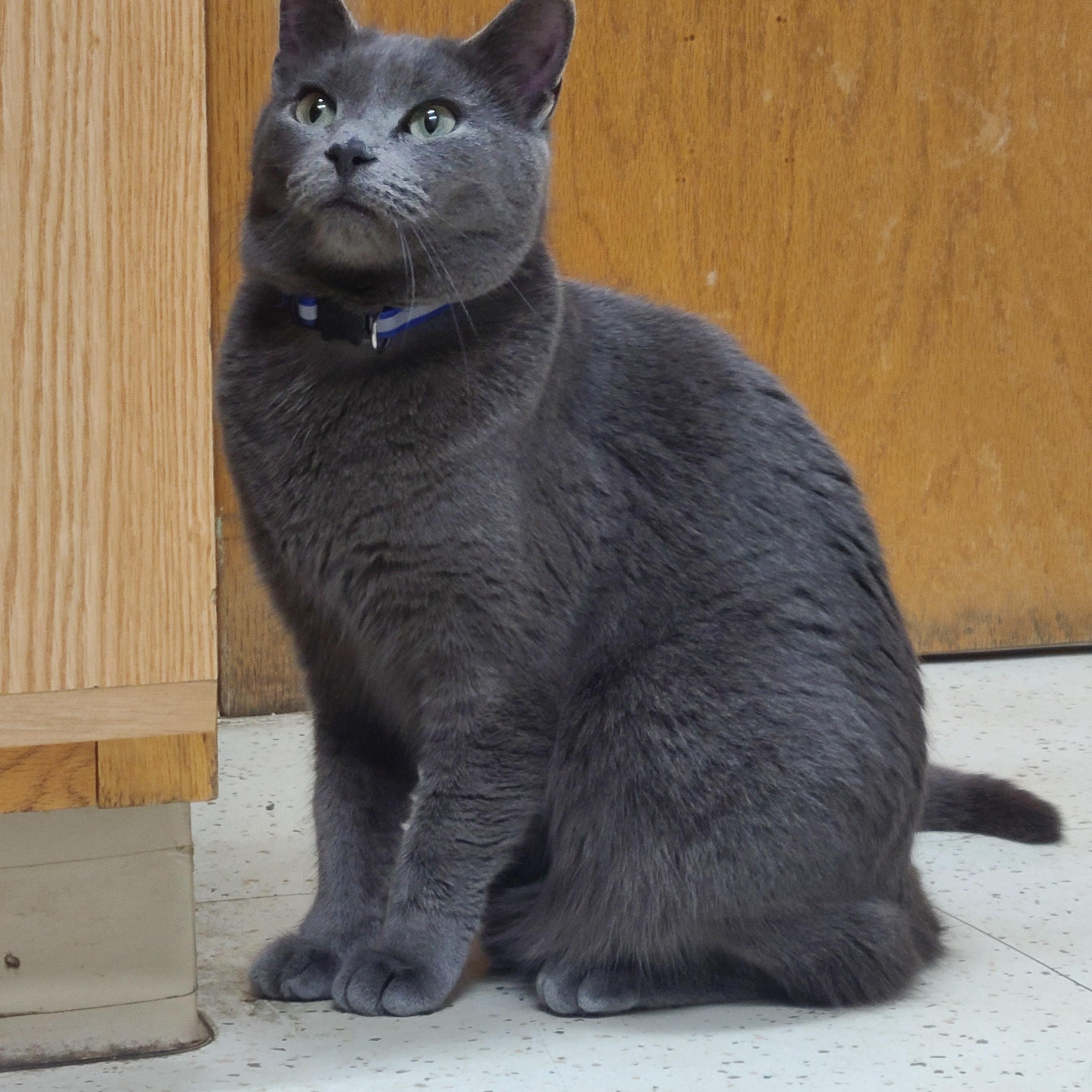 Enlarge ESTELLE, a Adoptable Domestic Short Hair in Barron, WI image 4/4