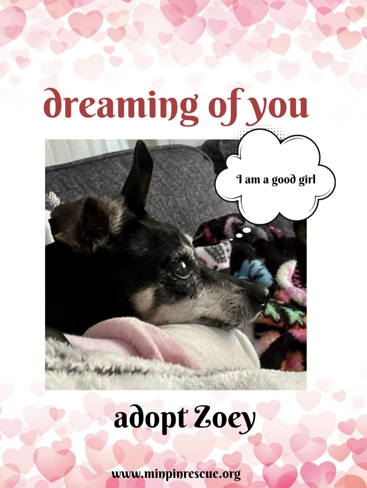 Enlarge Zoey, a Adoptable Miniature Pinscher in Pinellas Park, FL image 2/2