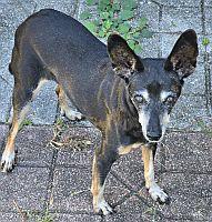 Zoey, Adoptable, Senior Female Miniature Pinscher.