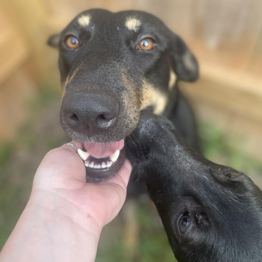 Ghirardelli, a Adoptable mixed breed in Conroe, TX image 6/6