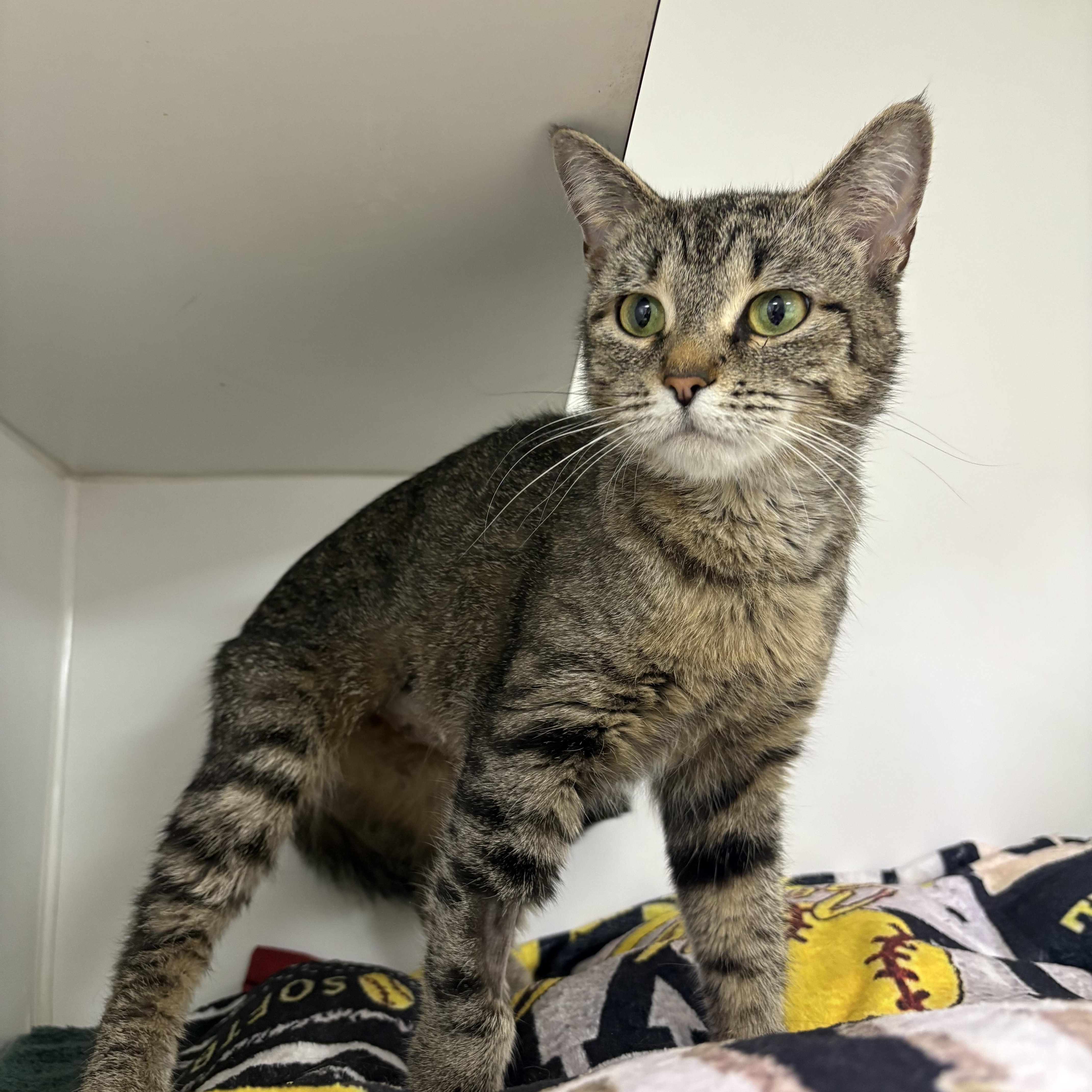 Bitsy, ADOPTABLE, Young Female Domestic Short Hair.