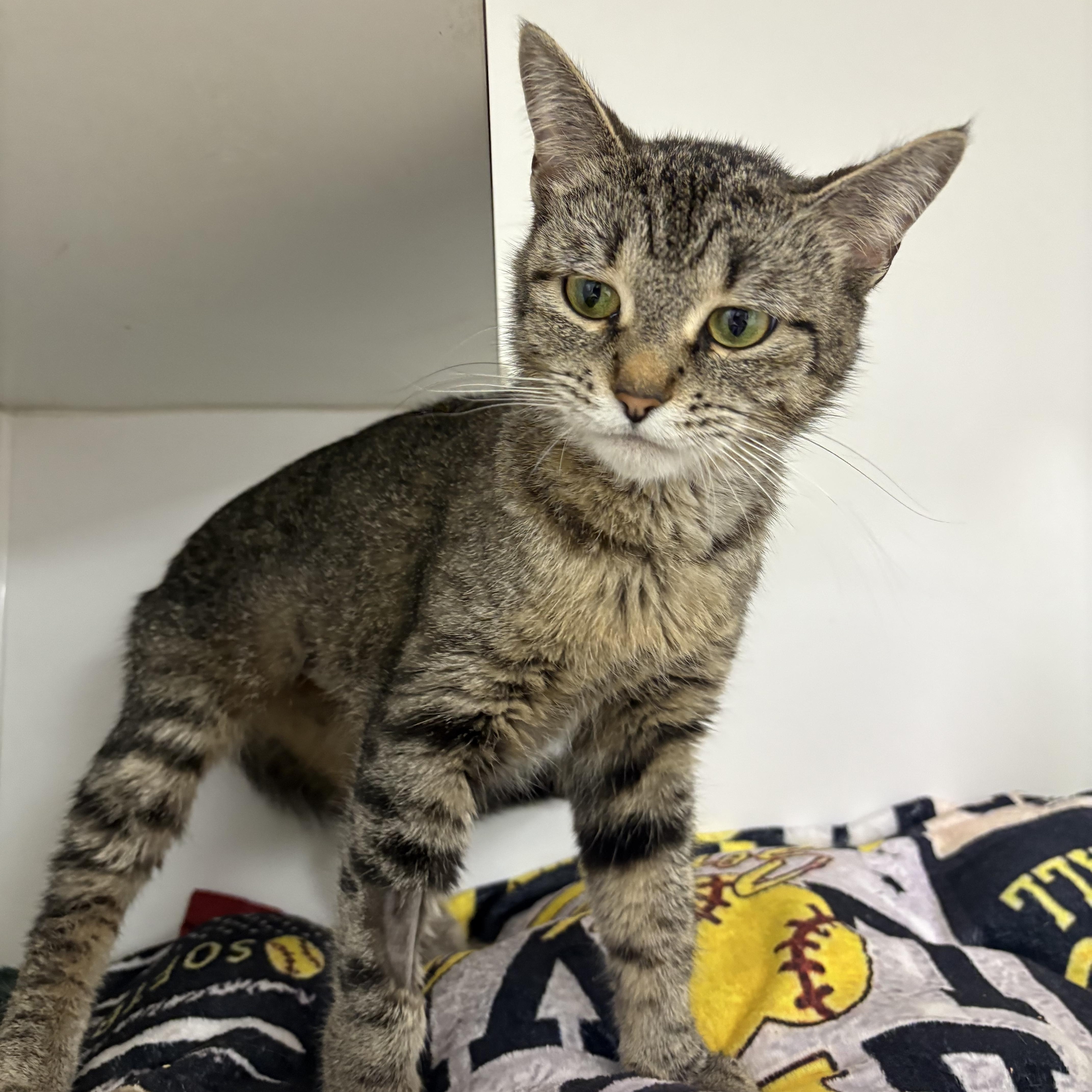 Bitsy, a ADOPTABLE Domestic Short Hair in Blue Springs, MO image 2/3