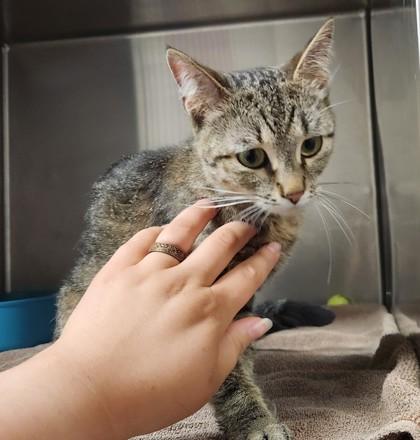 Bitsy, a ADOPTABLE Domestic Short Hair in Blue Springs, MO image 3/3