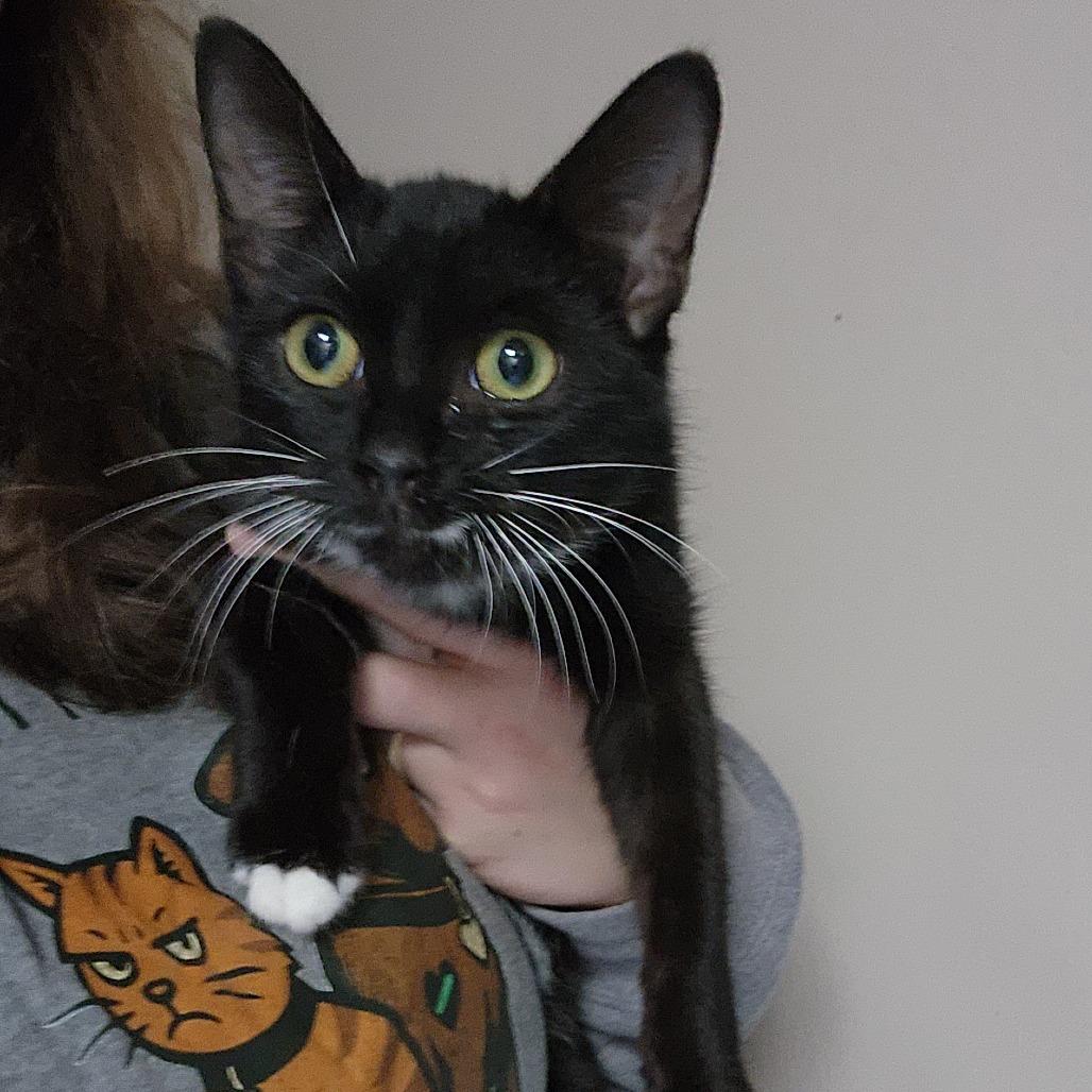 Rosita, Adoptable, Young Female Domestic Short Hair.