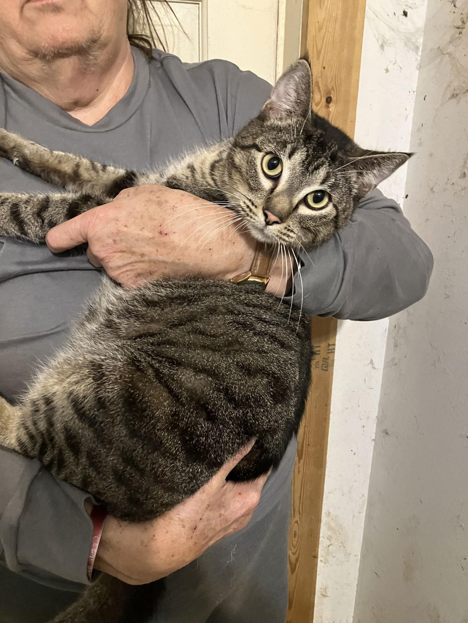 Enlarge Dean (Martin), a Adoptable Tabby in Slidell, LA image 1/1