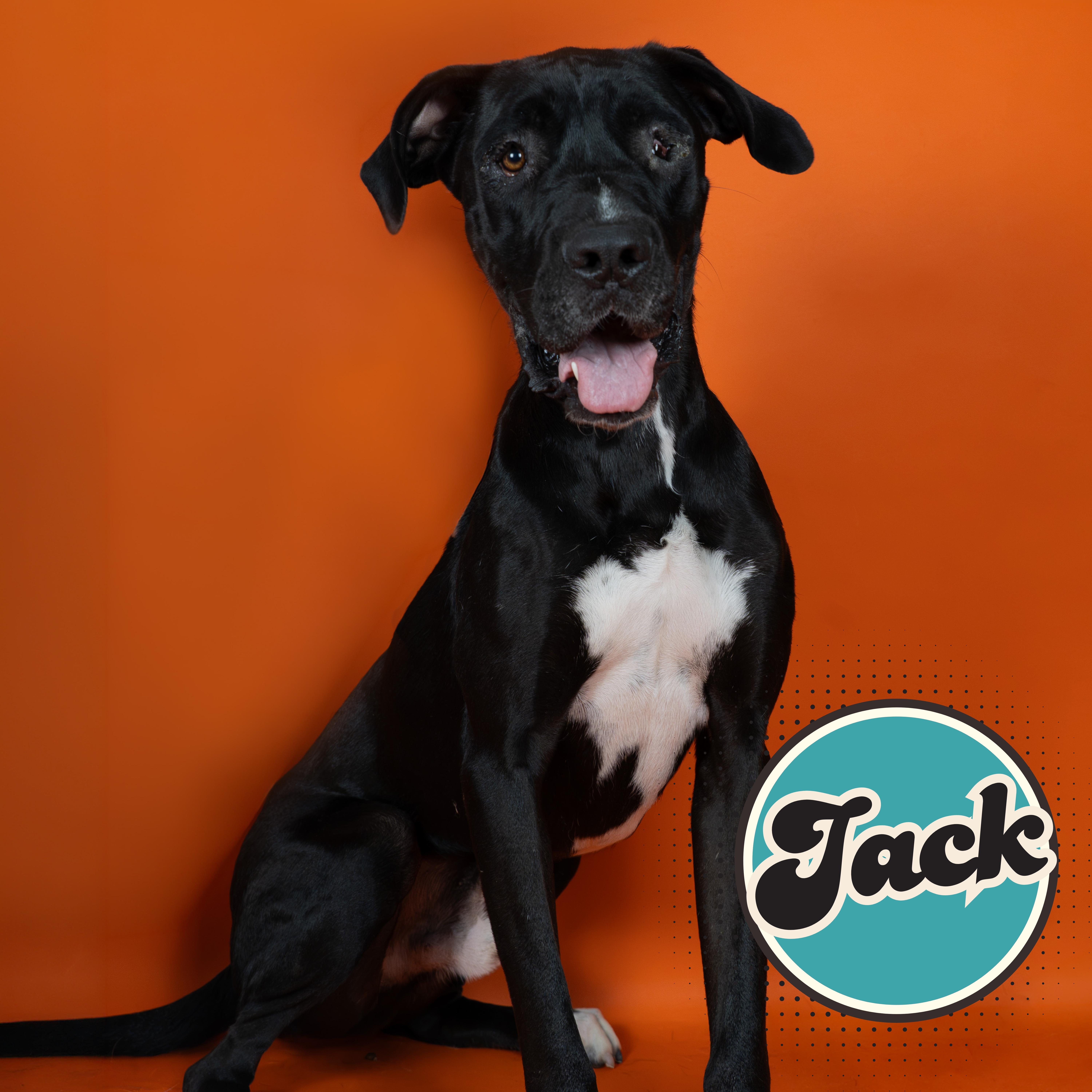 Enlarge Jack, a ADOPTABLE Great Dane in Tucson, AZ image 1/1