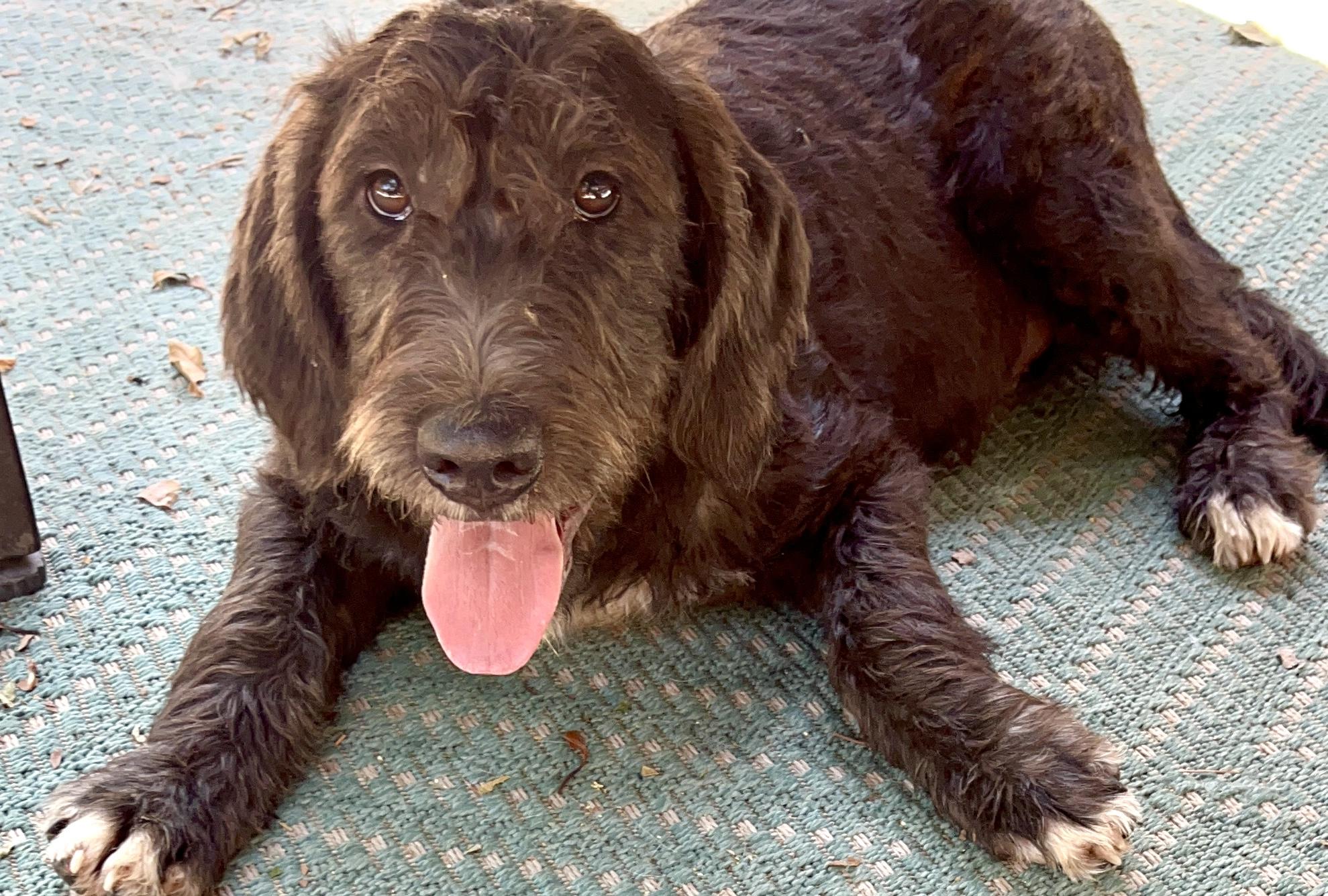 Earl, an adoptable Labradoodle in Concord, CA, 94518 | Photo Image 1