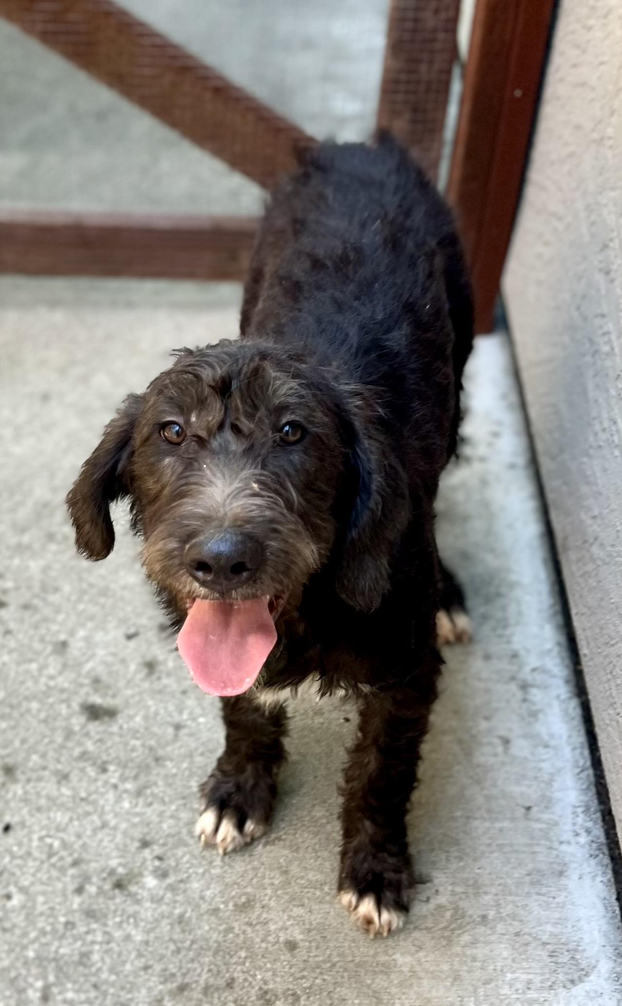 Earl, an adoptable Labradoodle in Concord, CA, 94518 | Photo Image 2