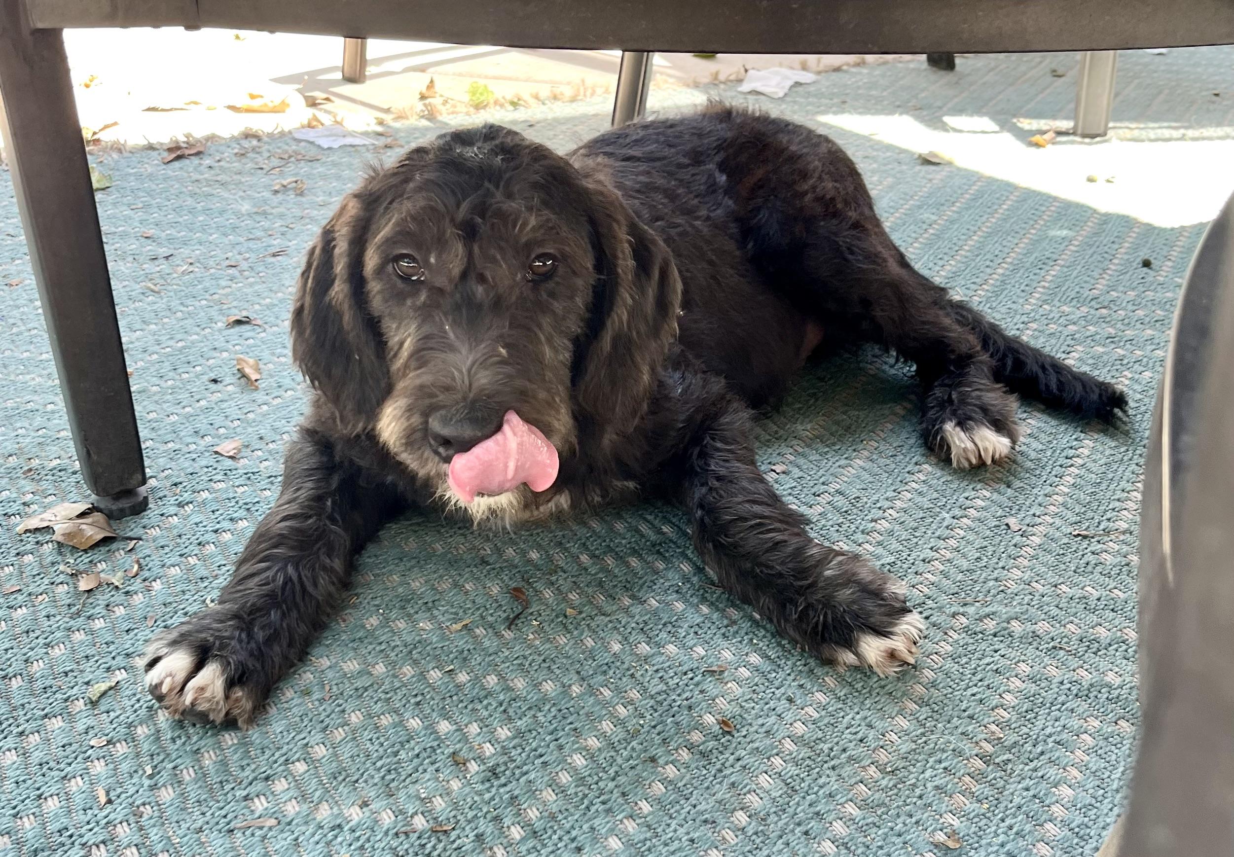 Earl, an adoptable Labradoodle in Concord, CA, 94518 | Photo Image 5