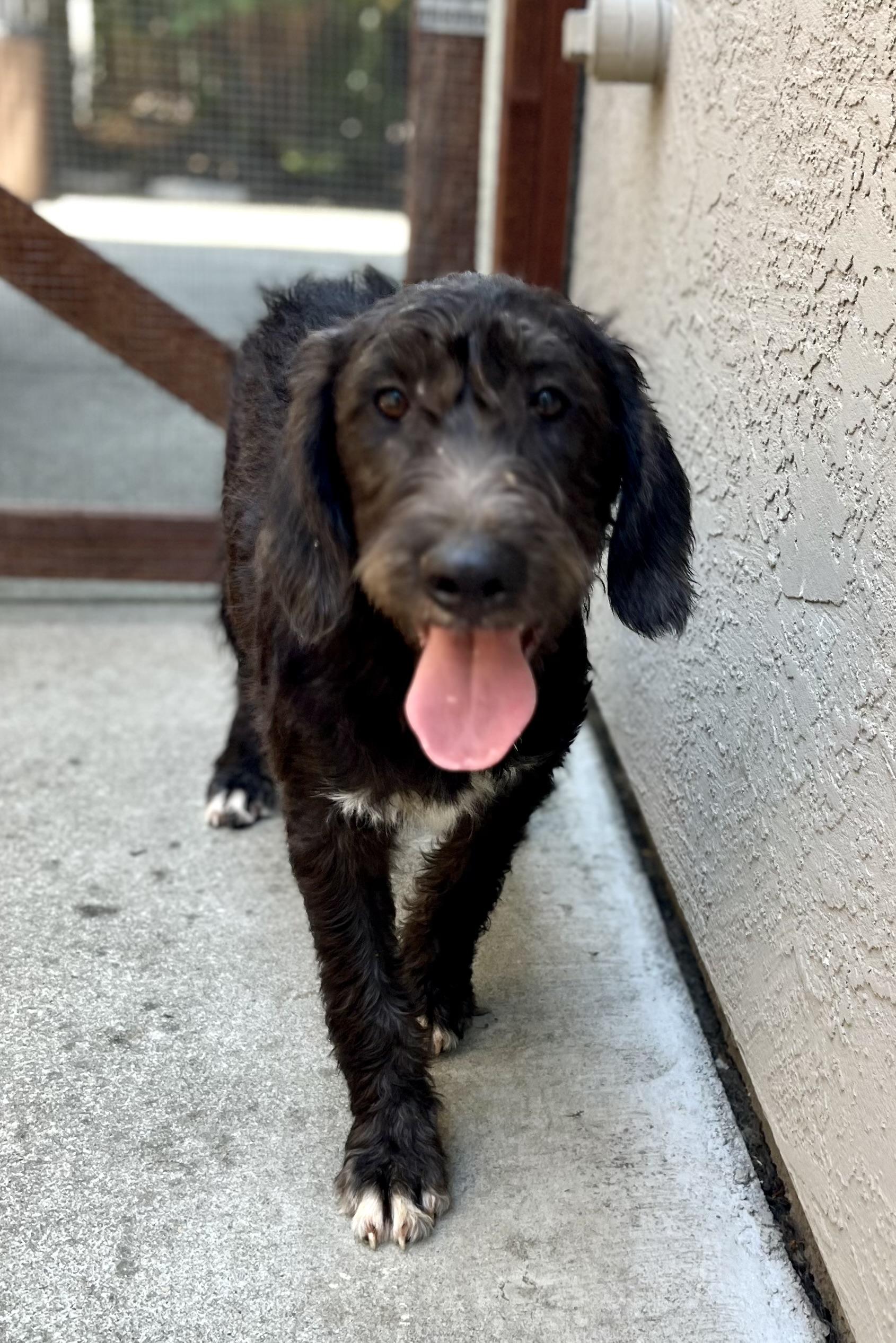 Earl, an adoptable Labradoodle in Concord, CA, 94518 | Photo Image 3