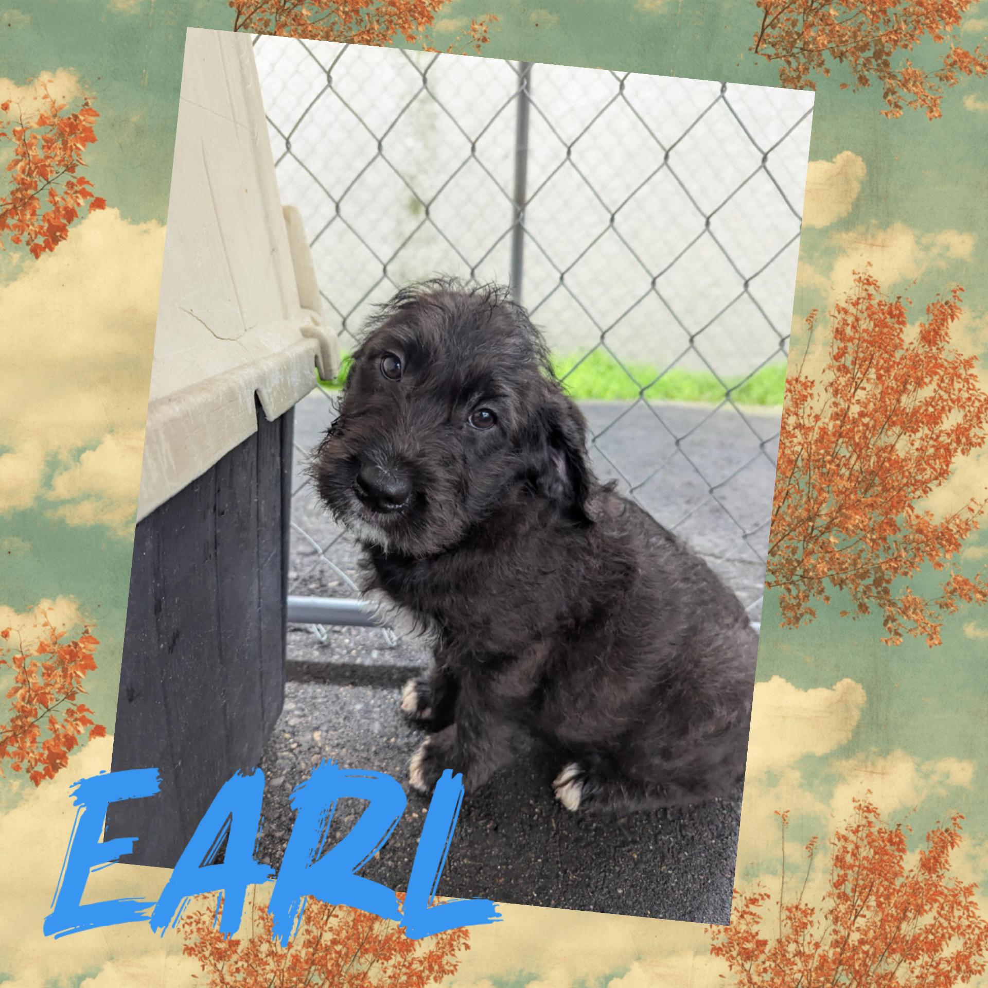 Earl, an adoptable Labradoodle in Concord, CA, 94518 | Photo Image 4
