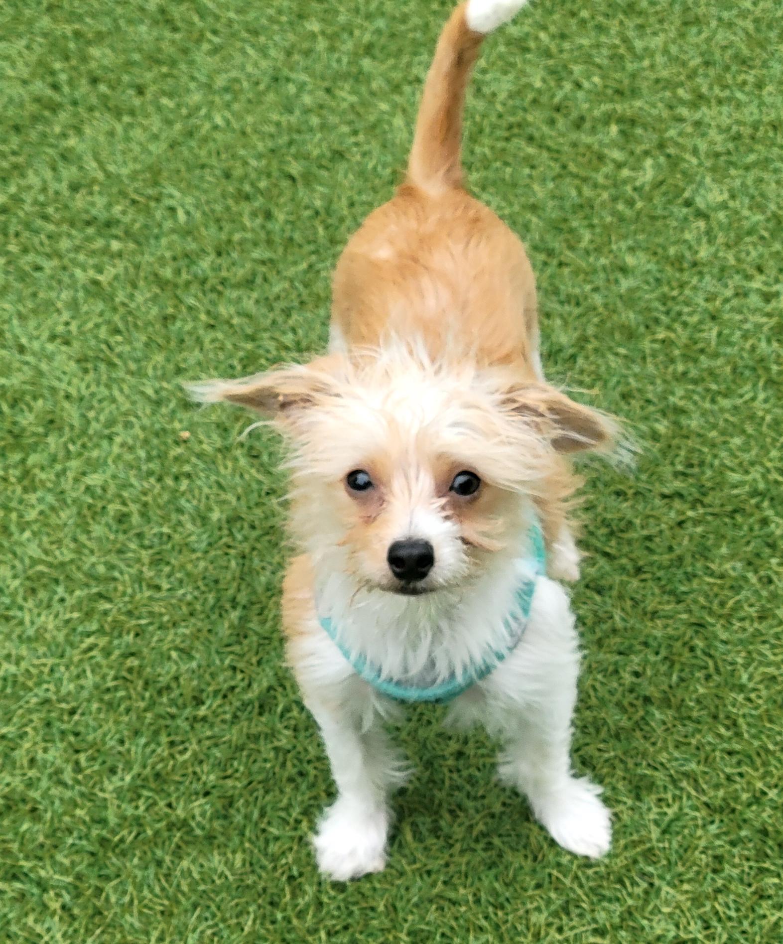 Bosco, a Adopted mixed breed in San Mateo, CA image 1/5