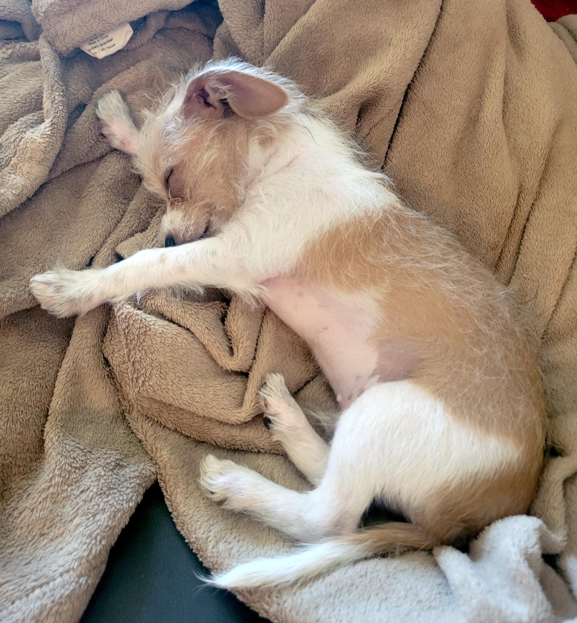 Bosco, a Adopted mixed breed in San Mateo, CA image 3/5