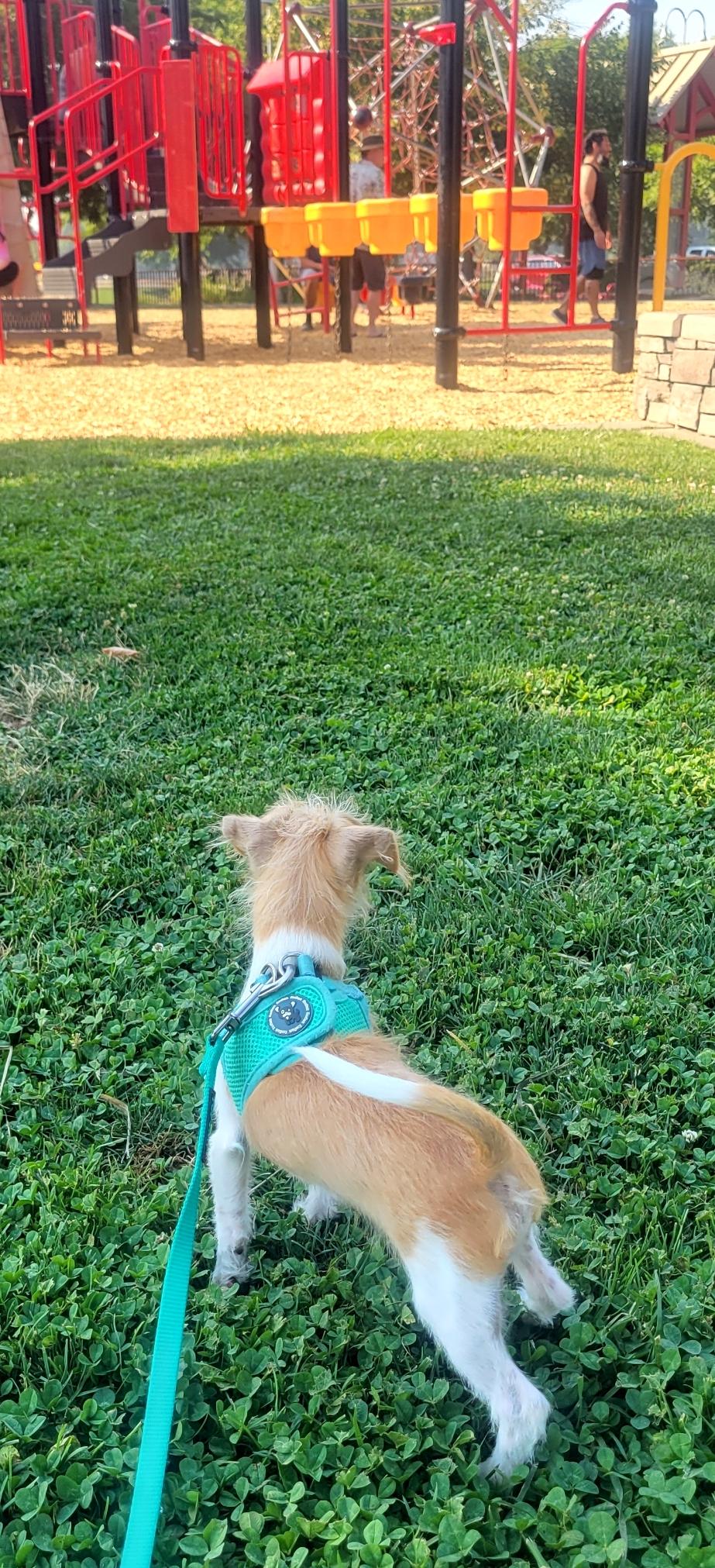 Bosco, a Adopted mixed breed in San Mateo, CA image 5/5