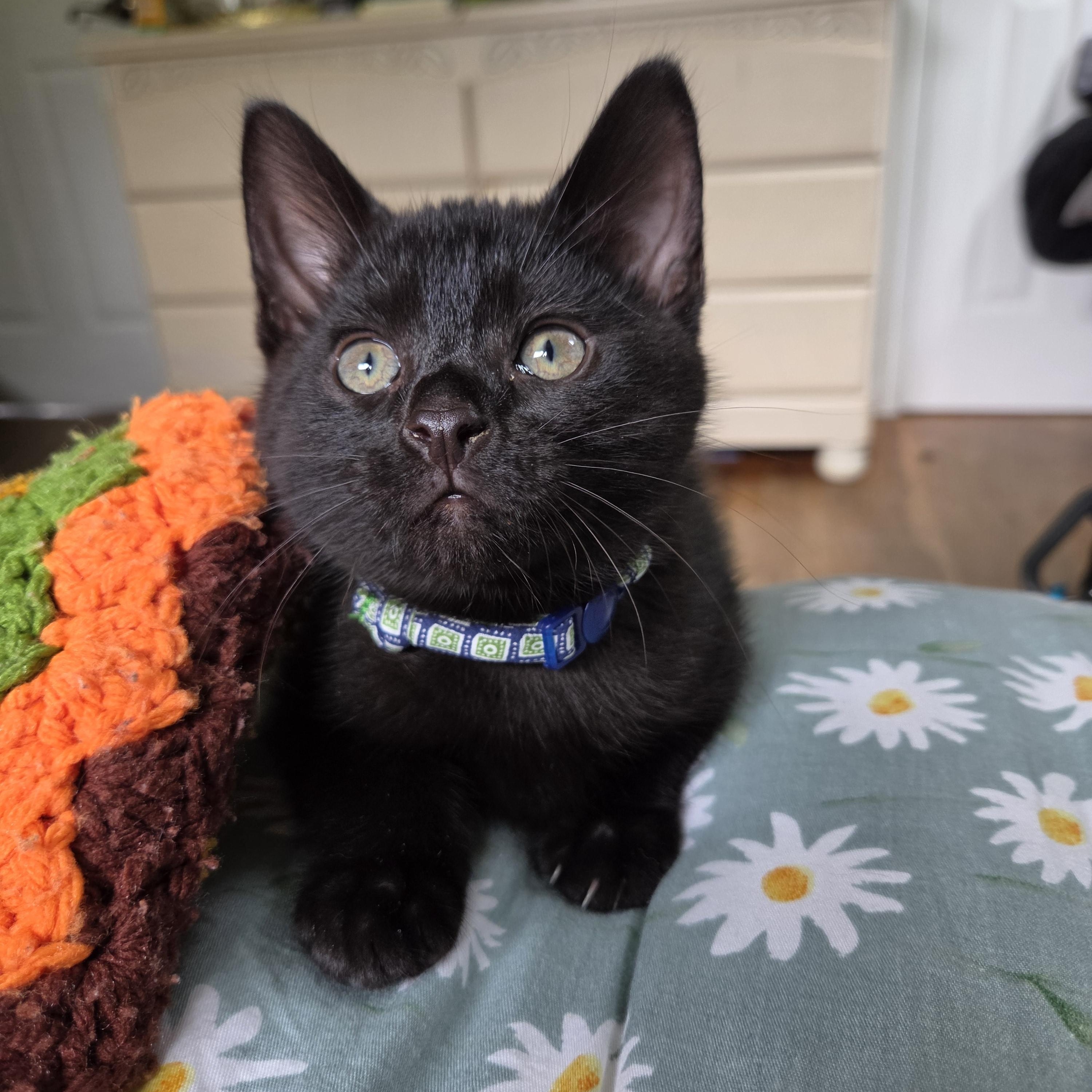 Enlarge Soot (bonded with Sprite), a Adoptable mixed breed in Fort Oglethorpe, GA image 4/6