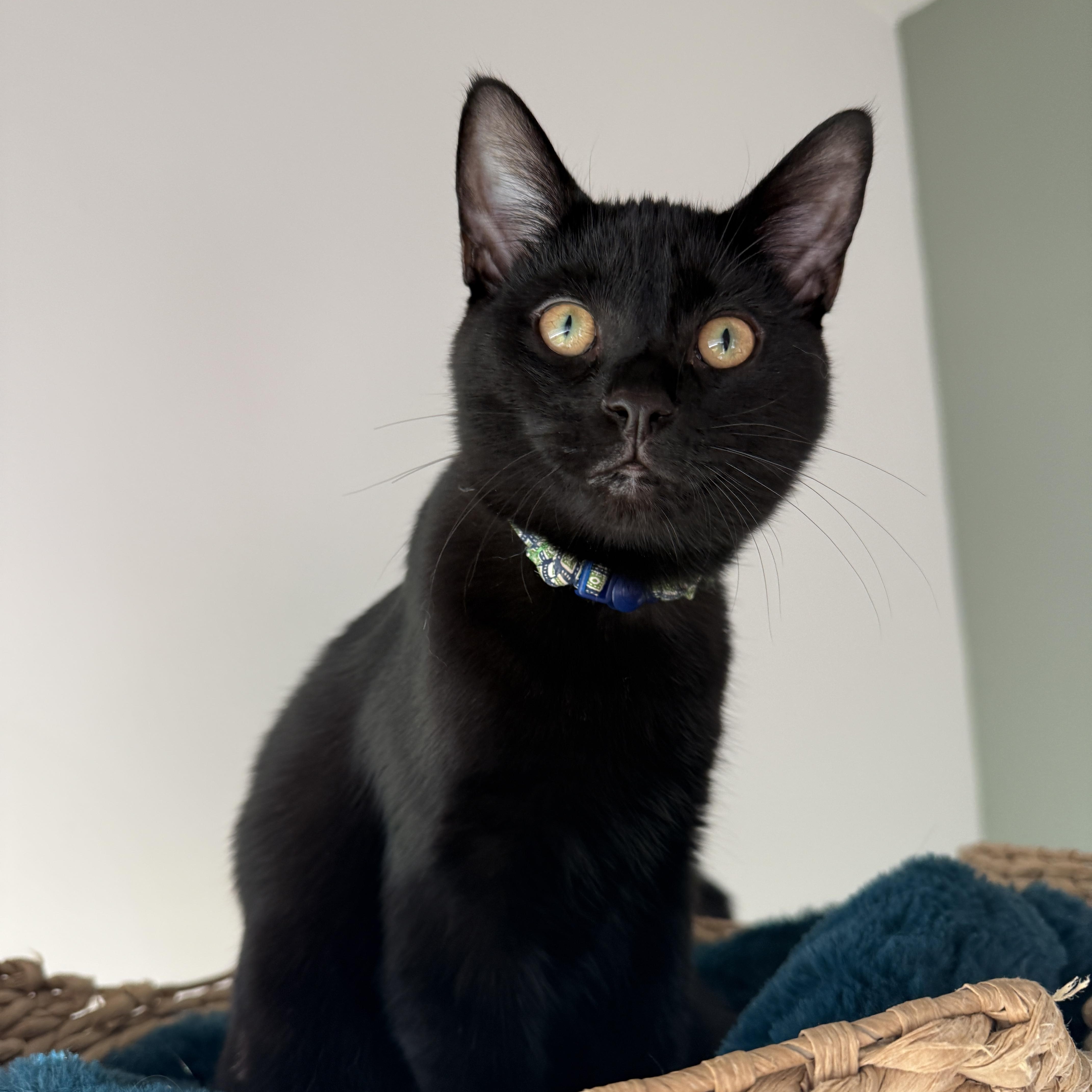 Enlarge Soot (bonded with Sprite), a Adoptable mixed breed in Fort Oglethorpe, GA image 6/6