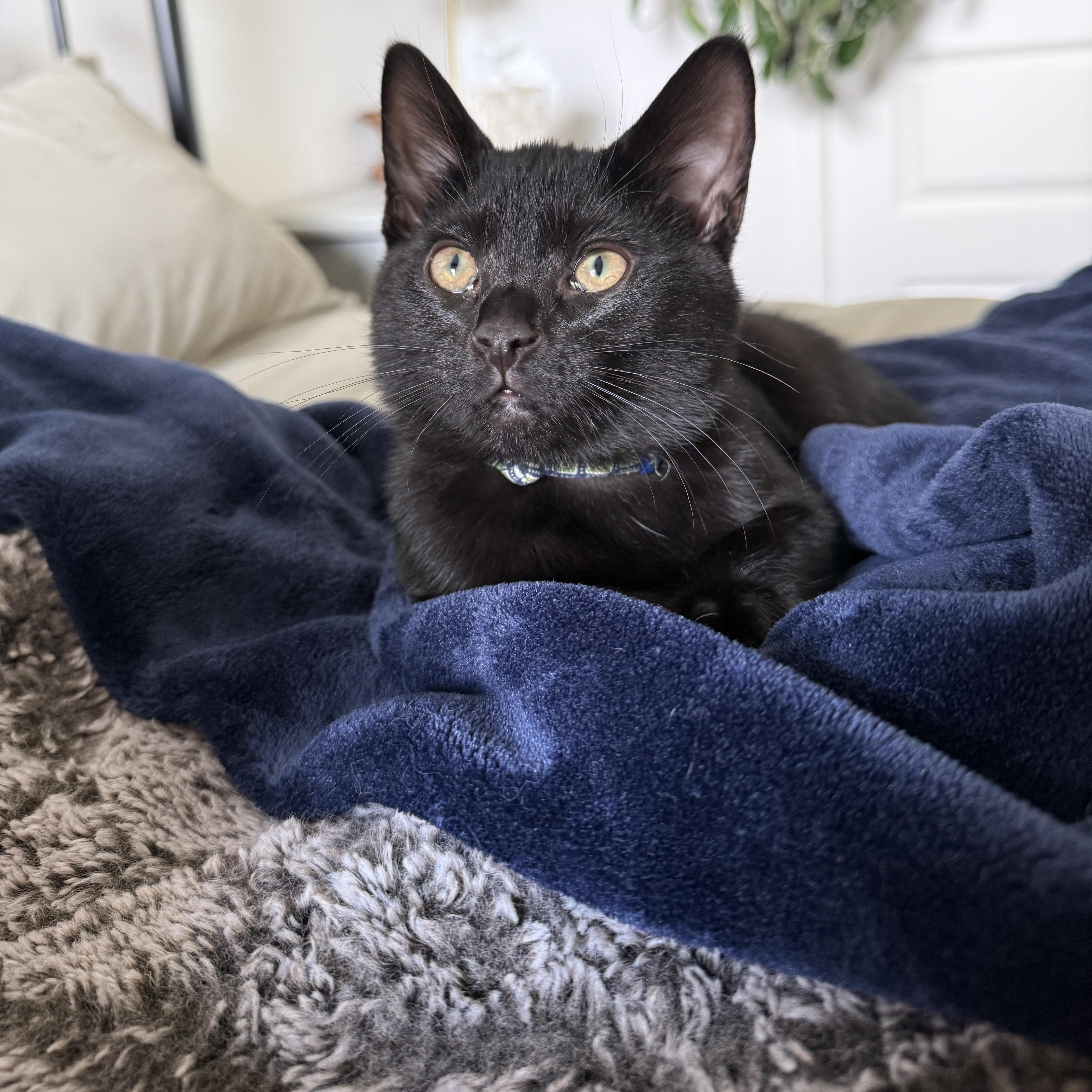 Enlarge Soot (bonded with Sprite), a Adoptable mixed breed in Fort Oglethorpe, GA image 2/6
