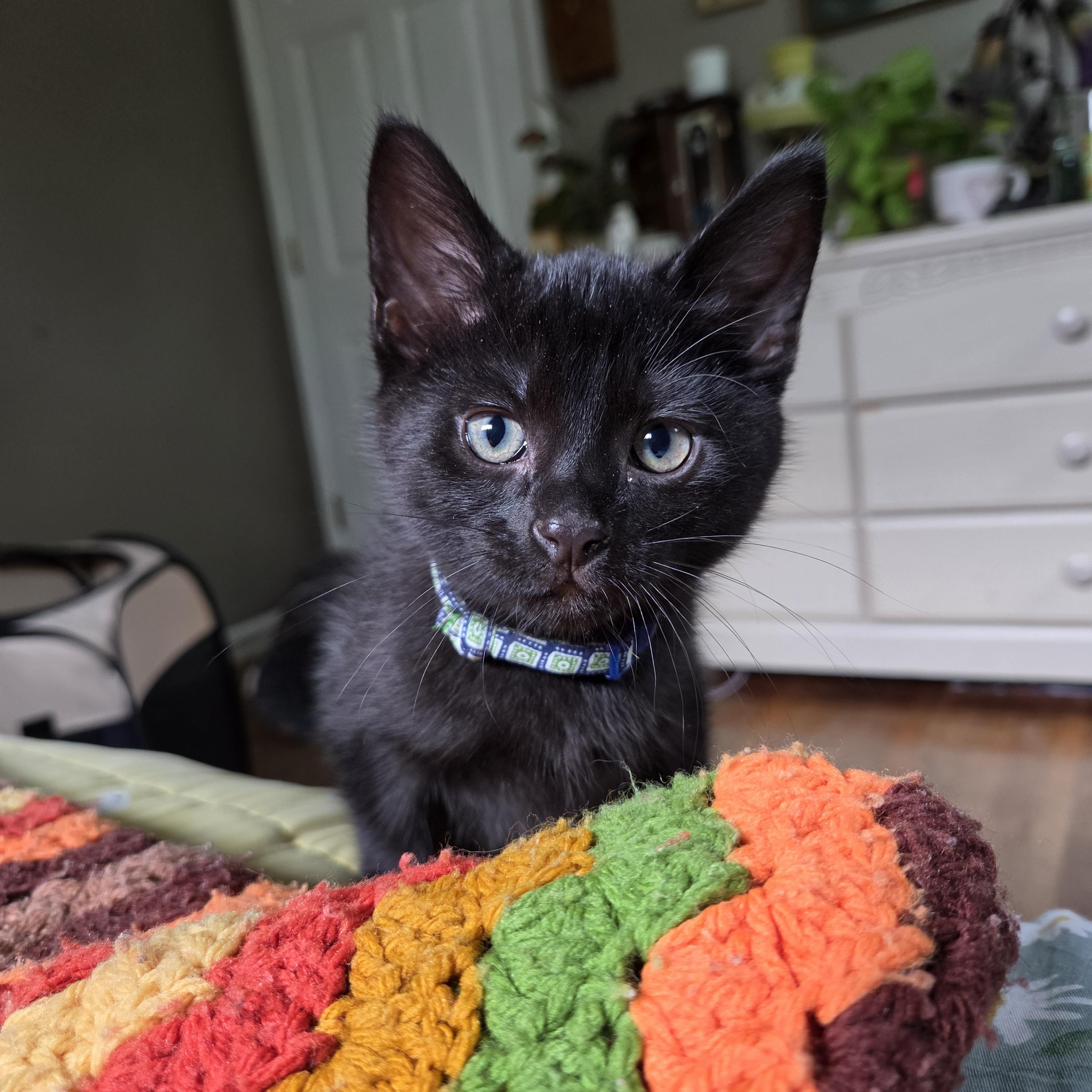 Enlarge Soot (bonded with Sprite), a Adoptable mixed breed in Fort Oglethorpe, GA image 3/6