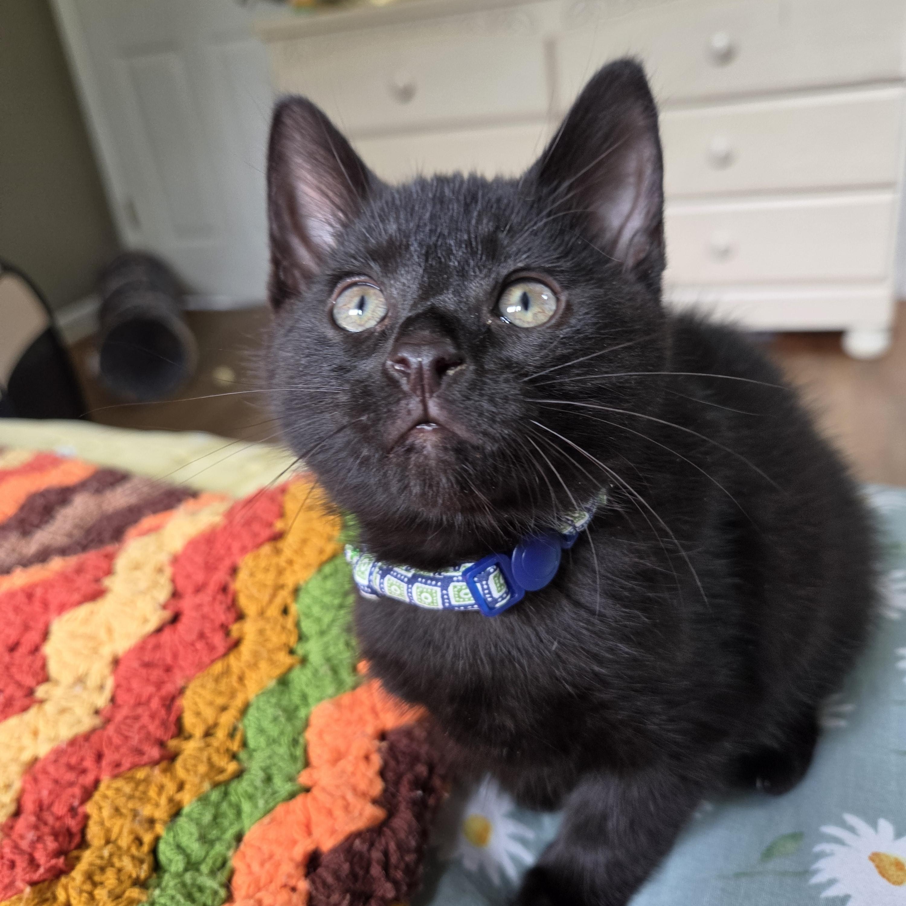 Enlarge Soot (bonded with Sprite), a Adoptable mixed breed in Fort Oglethorpe, GA image 5/6