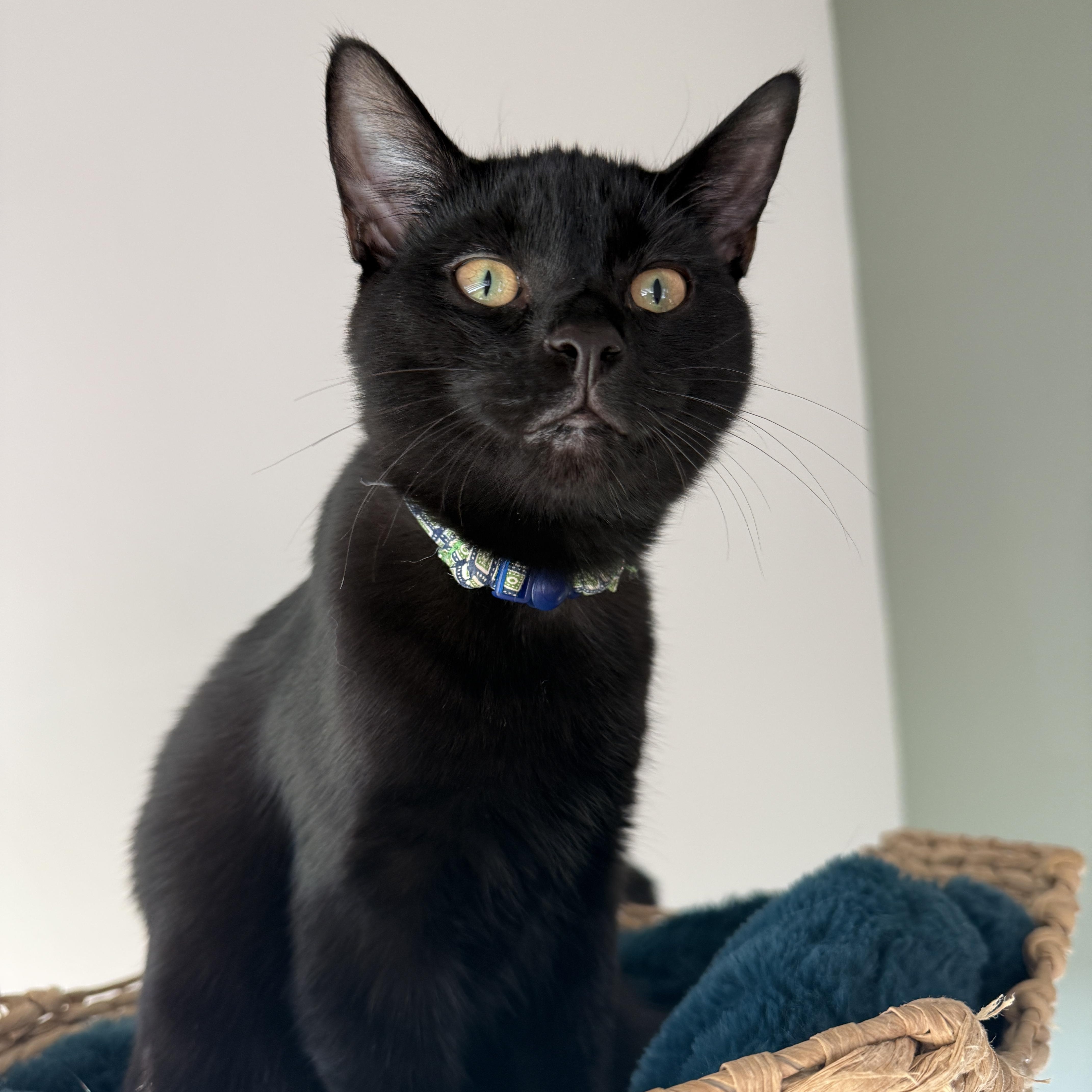 Soot (bonded with Sprite), Adoptable, Kitten Male Domestic Short Hair & Bombay.