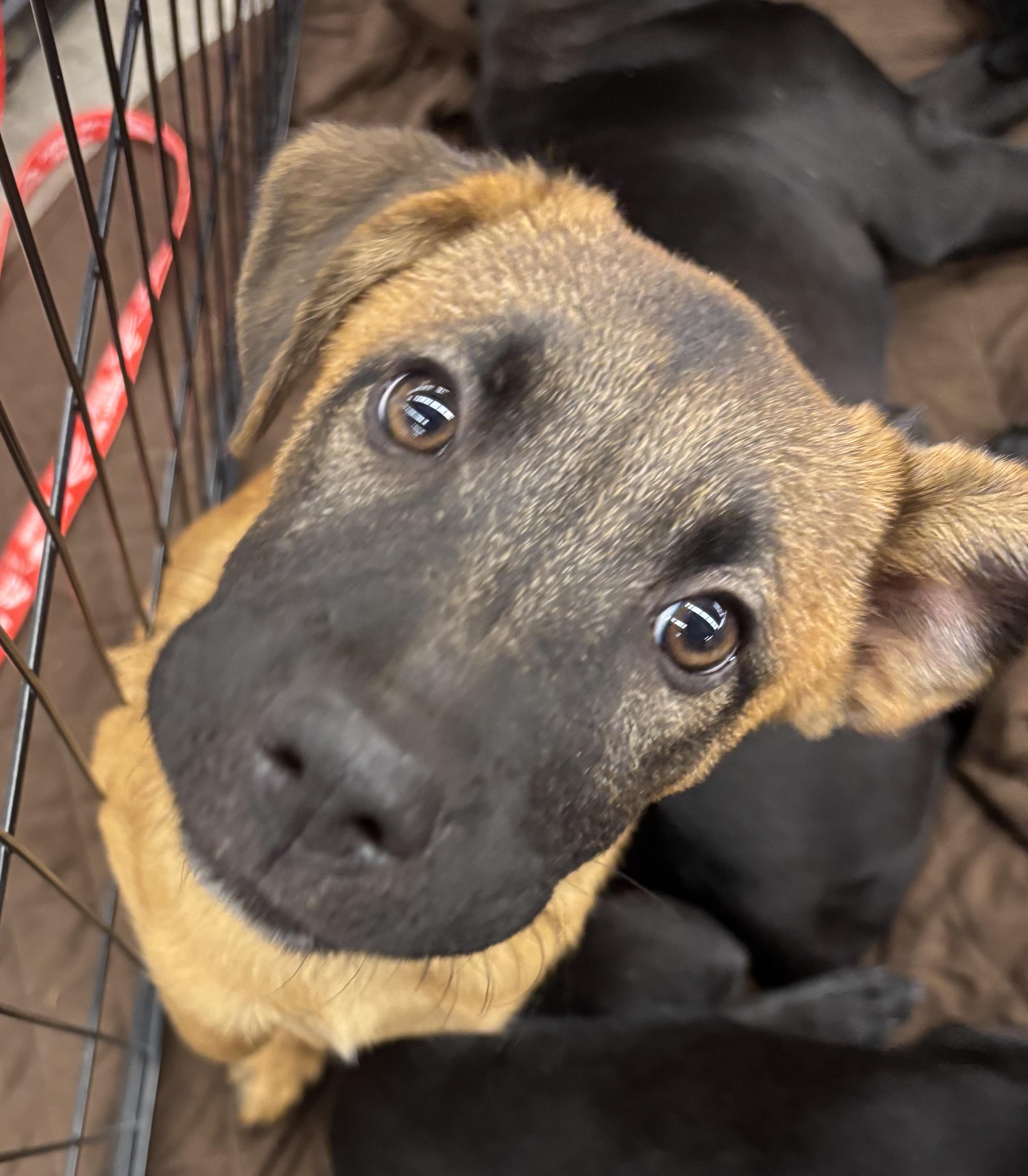 Enlarge Suga Bear, a Adopted Mixed Breed in Bryan, TX image 1/1