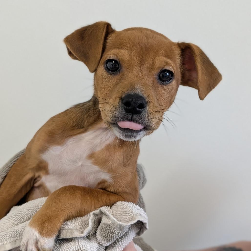 Tilly, an adopted Mixed Breed in Cape Girardeau, MO image 2/2