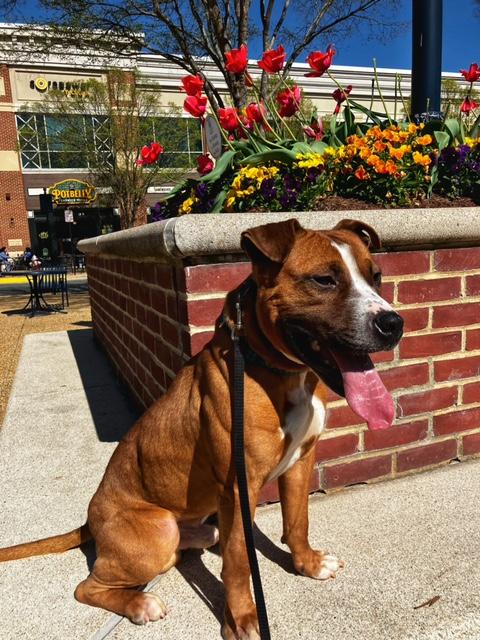 Enlarge Bison, a Adoptable Staffordshire Bull Terrier in Alexandria, VA image 1/6