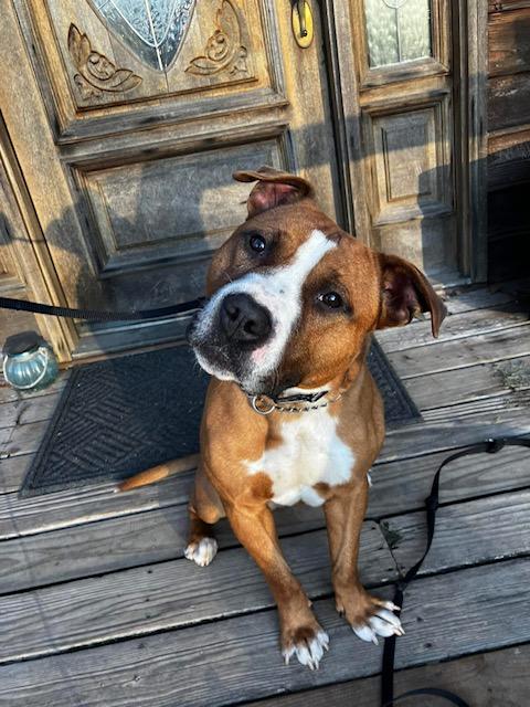 Enlarge Bison, a Adoptable Staffordshire Bull Terrier in Alexandria, VA image 2/6