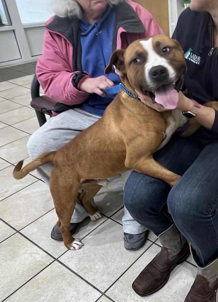 Enlarge Bison, a Adoptable Staffordshire Bull Terrier in Alexandria, VA image 3/6