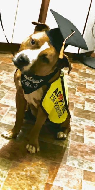 Enlarge Bison, a Adoptable Staffordshire Bull Terrier in Alexandria, VA image 4/6