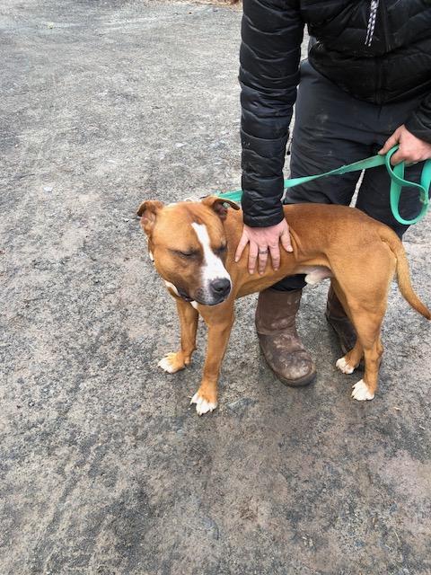 Enlarge Bison, a Adoptable Staffordshire Bull Terrier in Alexandria, VA image 5/6