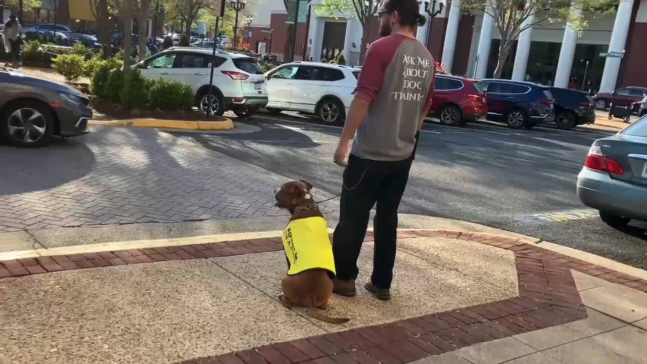 Enlarge Bison, a Adoptable Staffordshire Bull Terrier in Alexandria, VA video 6/6