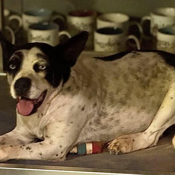 Wilma (20260211-08) — thumbnail 3