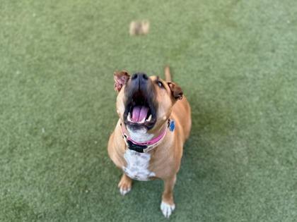 Enlarge Marley, a Adoptable mixed breed in Phoenix, AZ image 1/3