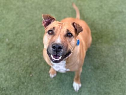 Enlarge Marley, a Adoptable mixed breed in Phoenix, AZ image 2/3