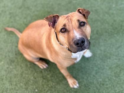 Enlarge Marley, a Adoptable mixed breed in Phoenix, AZ image 3/3