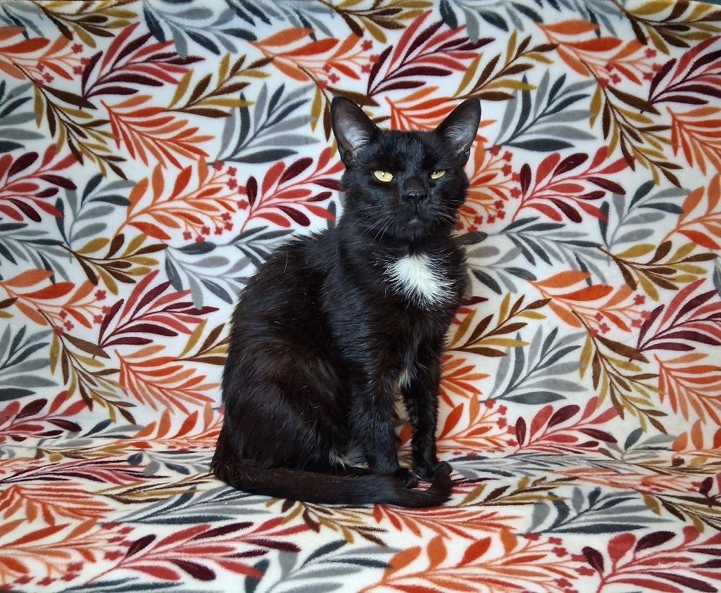 SUSHI ROLL (verminthor), Adoptable, Young Male Domestic Short Hair.