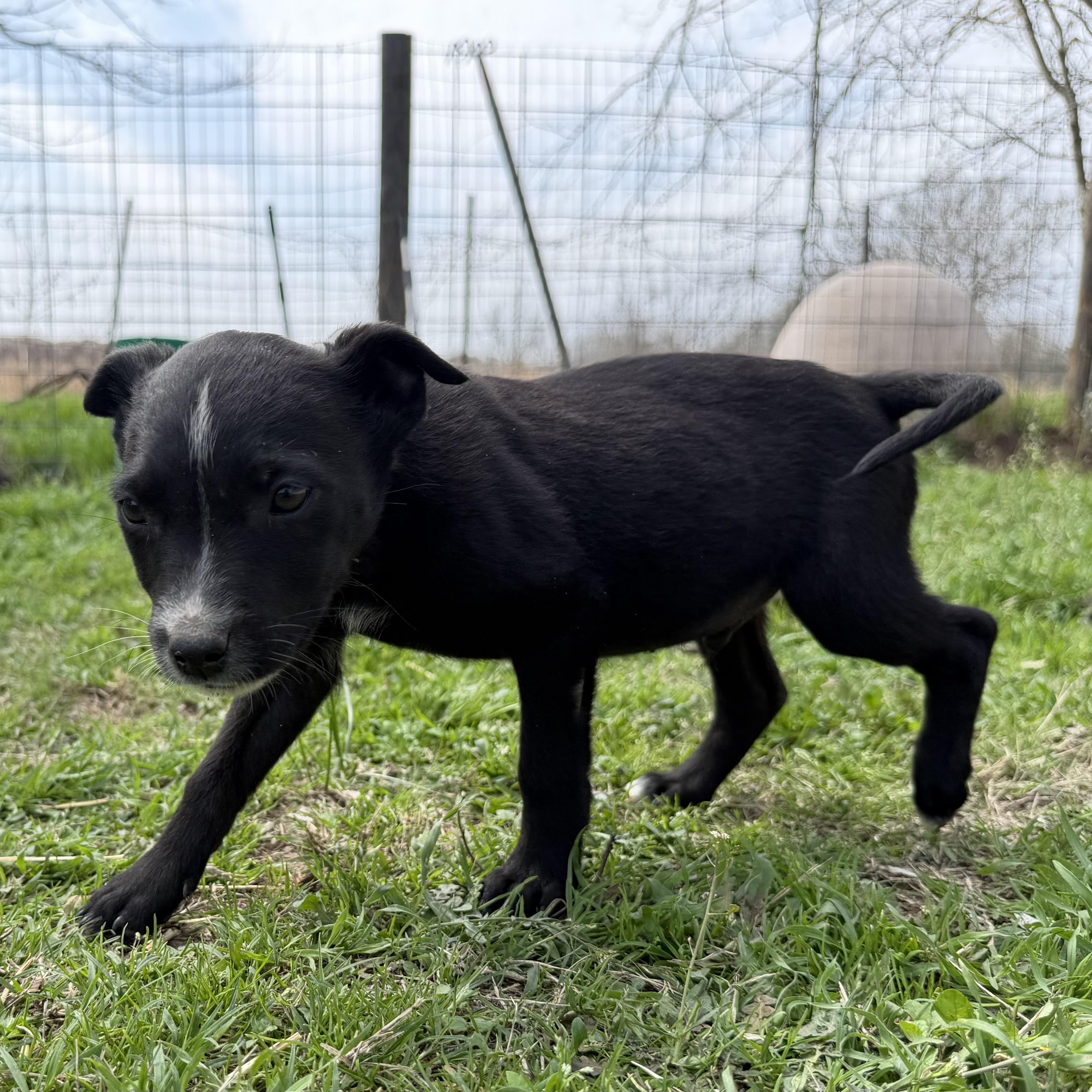 Aries — thumbnail 3