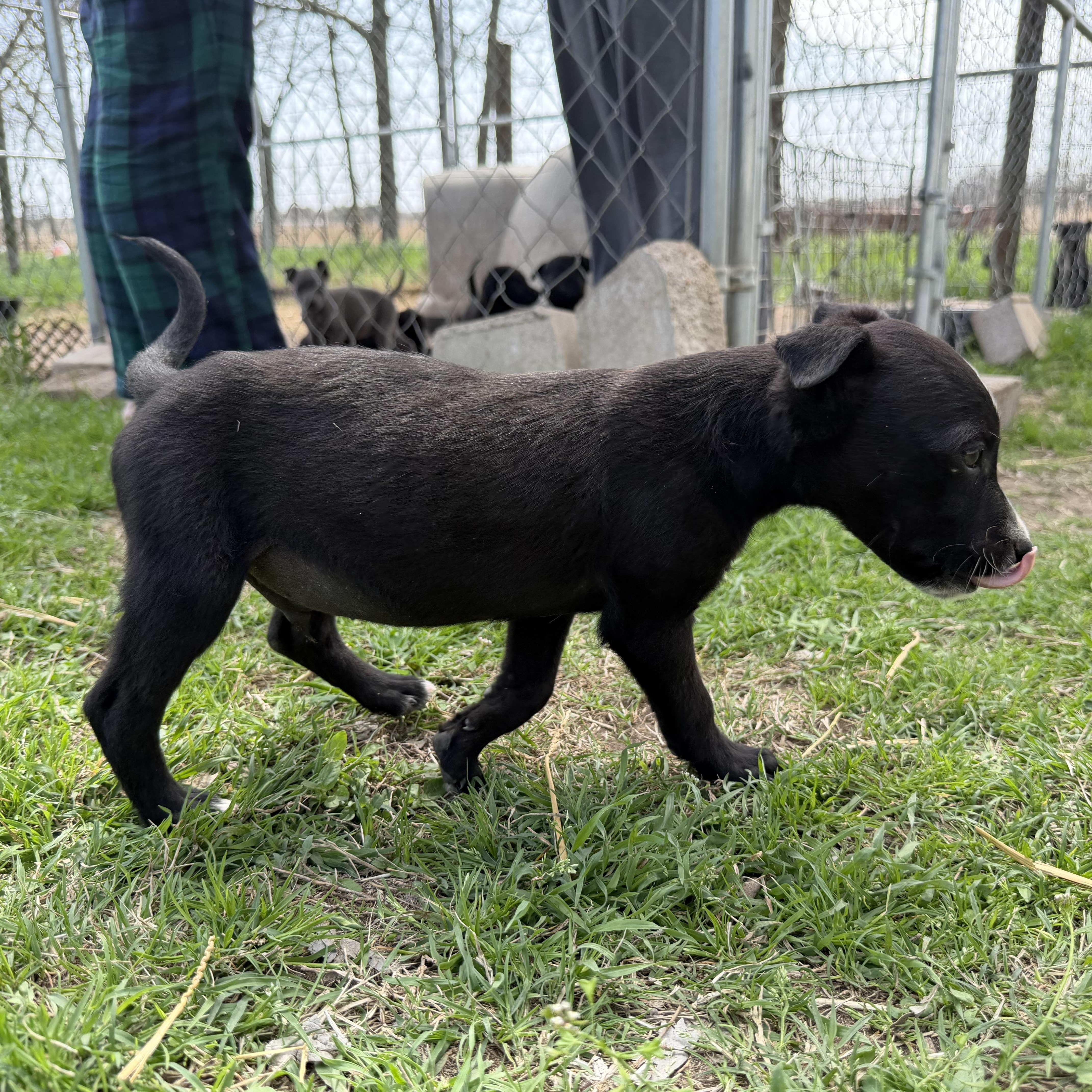 Aries — thumbnail 4