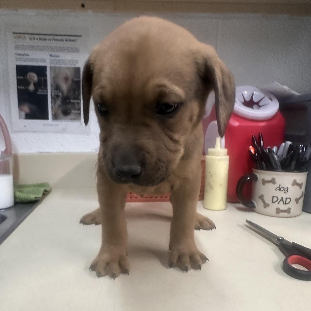 Enlarge Pickle, a Adoptable mixed breed in Ardmore, OK image 1/2