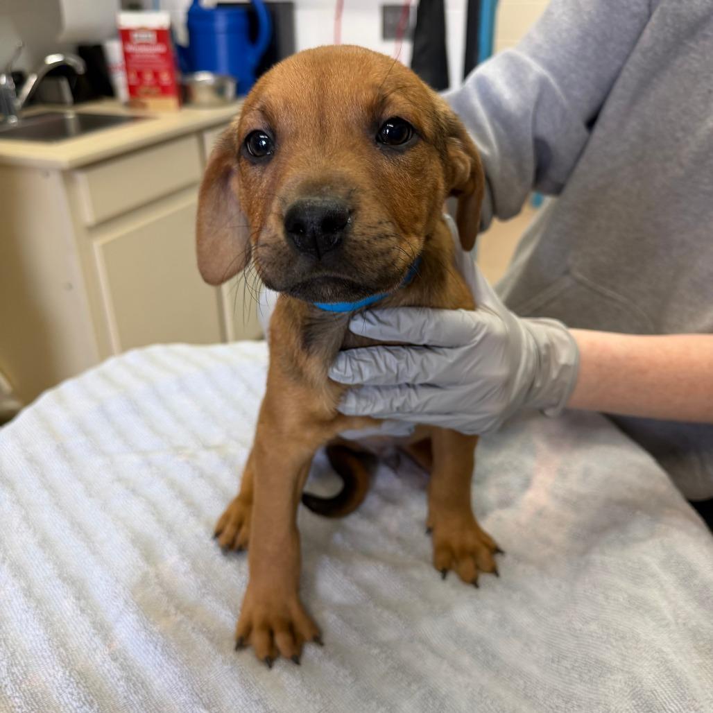 Enlarge Pickle, a Adoptable mixed breed in Ardmore, OK image 2/2