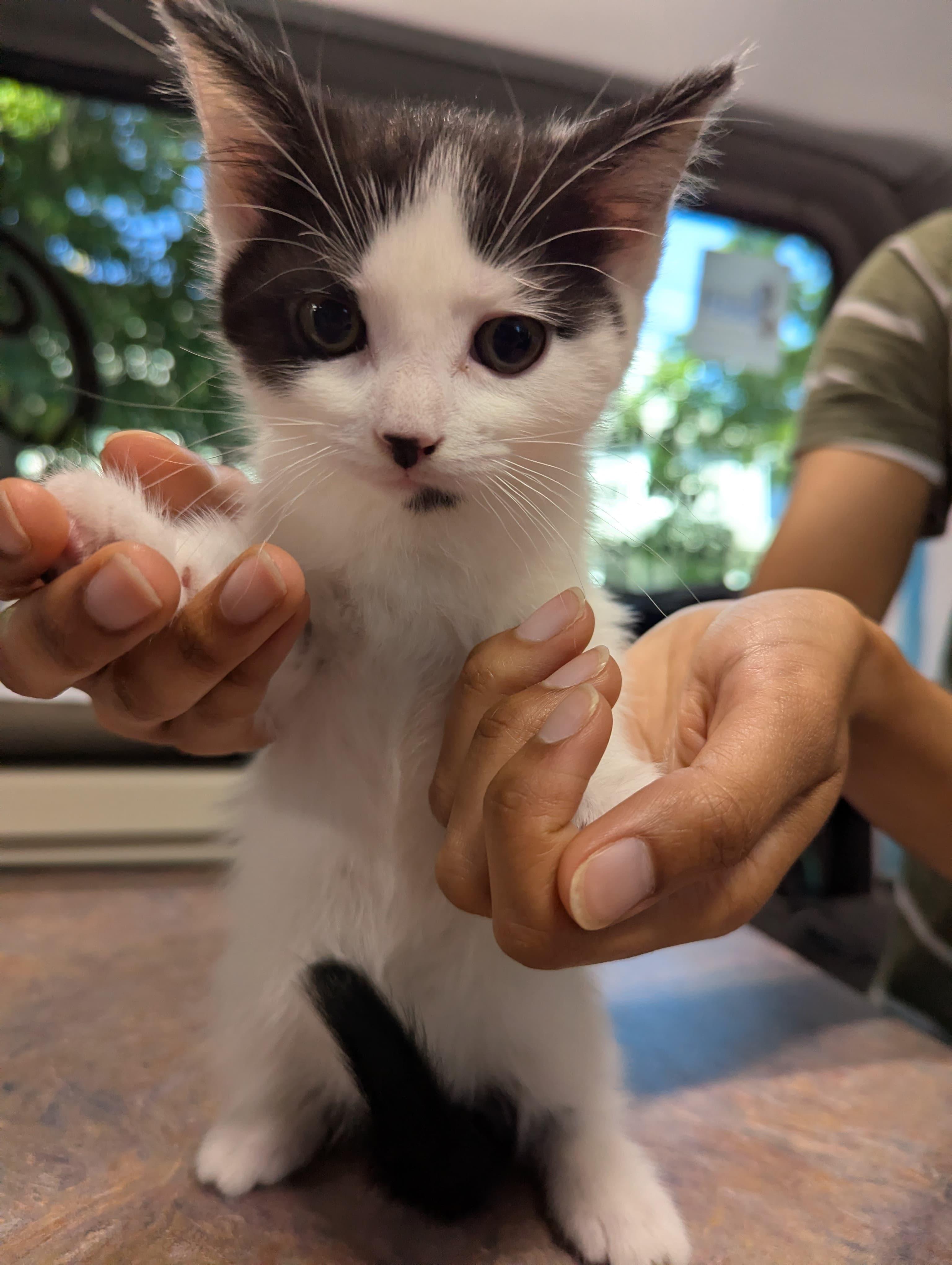 Enlarge Hermia and Helena, a ADOPTABLE Domestic Medium Hair in Highland Park, NJ image 3/6