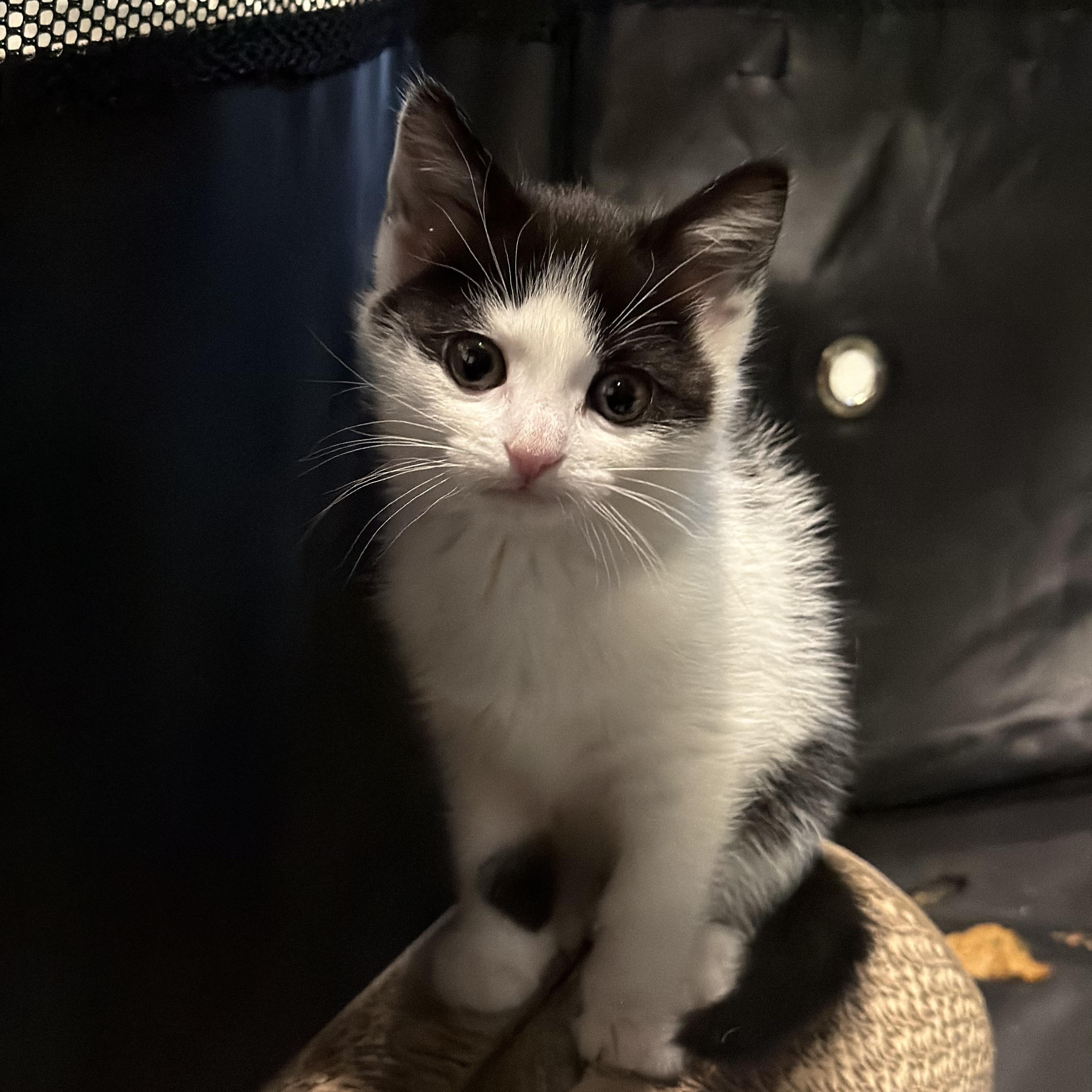 Enlarge Hermia and Helena, a ADOPTABLE Domestic Medium Hair in Highland Park, NJ image 4/6