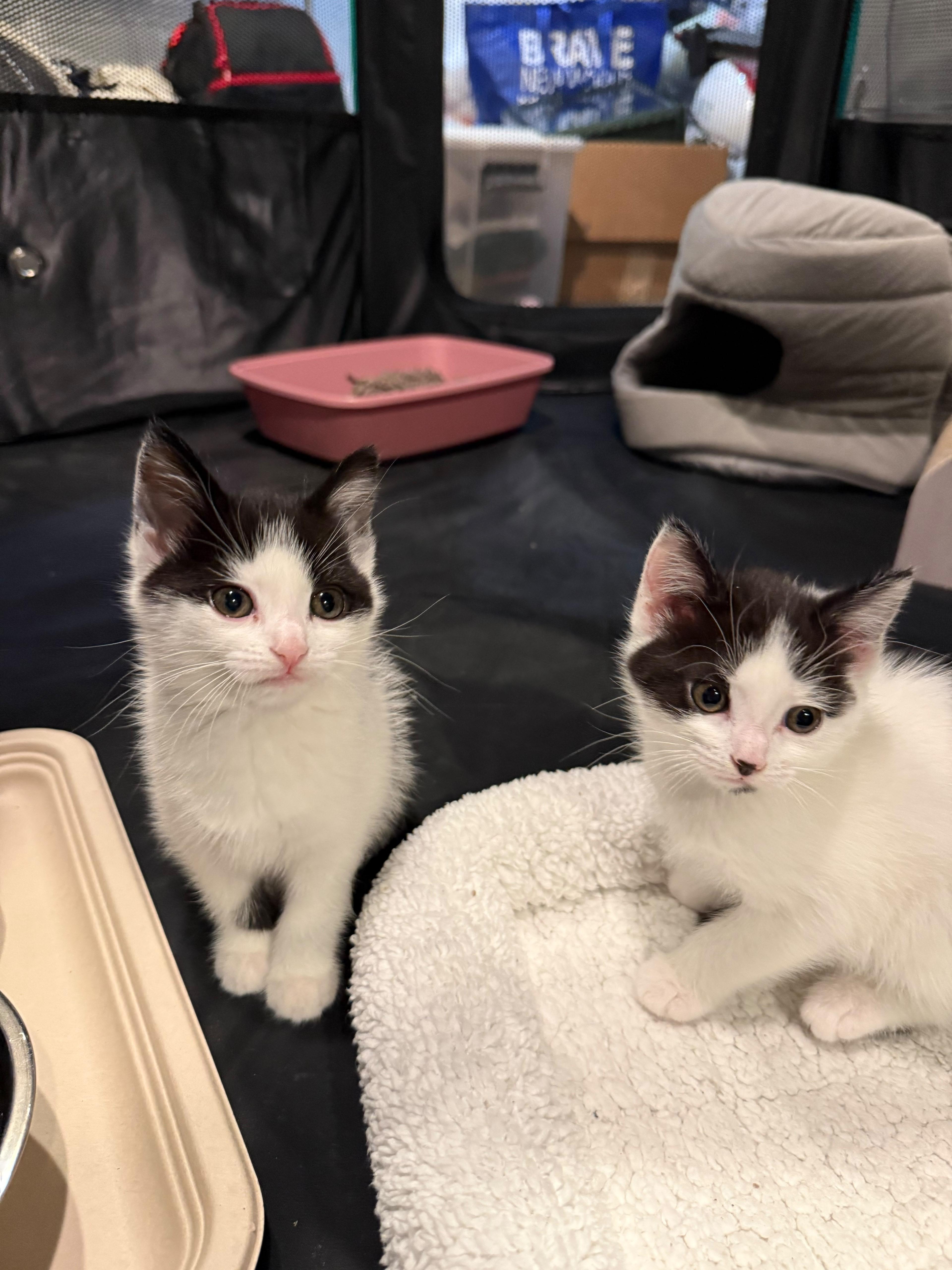 Hermia and Helena, ADOPTABLE, Kitten Female Domestic Medium Hair.